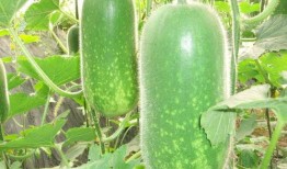 网红大瓜在哪找 社会十大潜规则,大瓜来源与社会潜规则大盘点