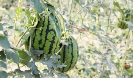 网红大瓜搜索,一场娱乐圈的狂欢与揭秘